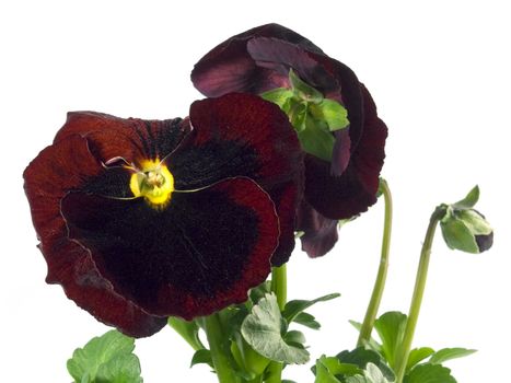 close-up pf beautiful maroon pansies isolated on a white background