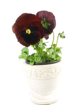 close-up pf beautiful maroon pansies isolated on a white background