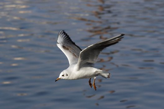 Shot of the flying gull - laughing gull