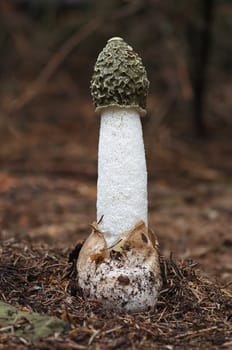 Close-up of the common stinkhorn - wood witch - powerful smell