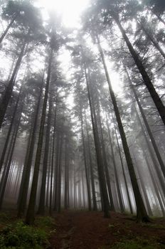 Image of the conifer forest early in the morning - early morning fog