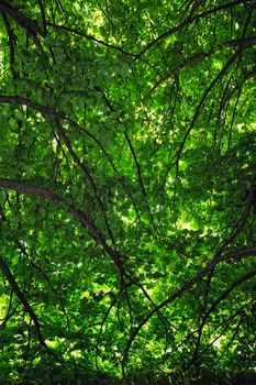 The leaves of the trees intertwined in park