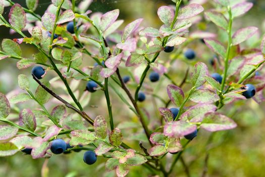 A blueberry background with a shallow depth of field