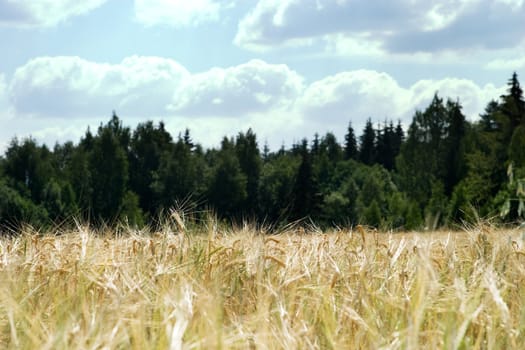 a wheat field, forst and sky with shallow depth of field.  Focus is on a thin row of wheat.