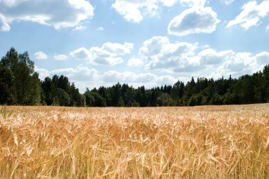 A wheat field against a sky and forest