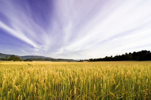 A wheat field in a dramatic landscape