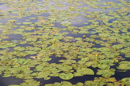 A lily pad background of green lilly pads and a few yellow flowers.