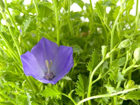 close-up of bluebells - macro of Campanula carpatica