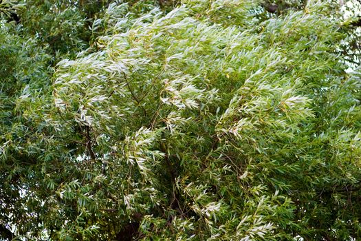 A background image of a blowing tree with slight motion blur from wind