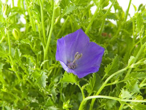 close-up of bluebells - macro of Campanula carpatica