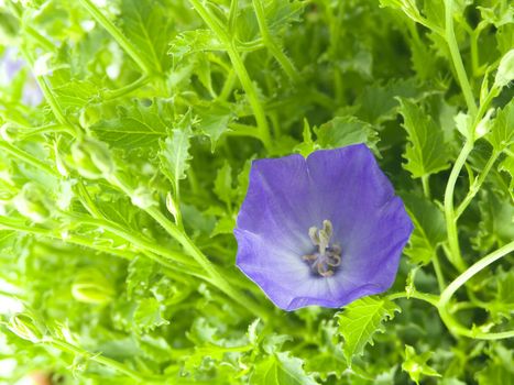 close-up of bluebells - macro of Campanula carpatica