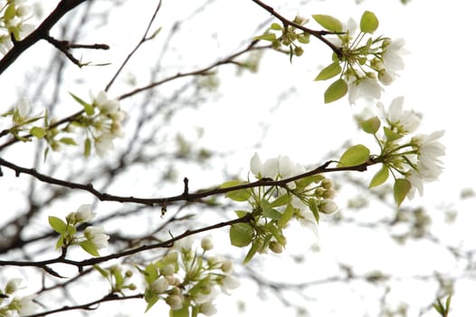 Apple blossoms - natural spring background in high key.