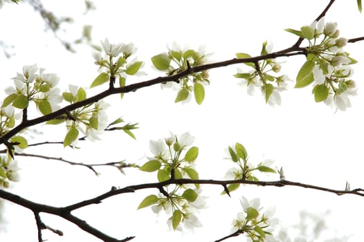 Apple blossoms - natural spring background in high key.