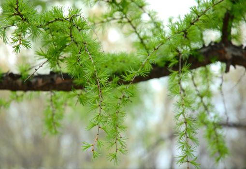 Green conifer branchlets - natural spring background.