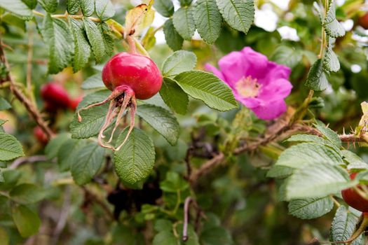 Rosehip on a background of a rose bush