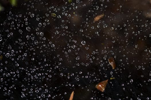 Close-up of the dewy spider´s web