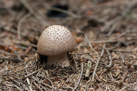 Detail of the sacred mushroom - blusher