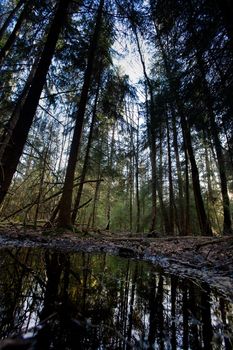 A swamp nature image with a water reflection and forest