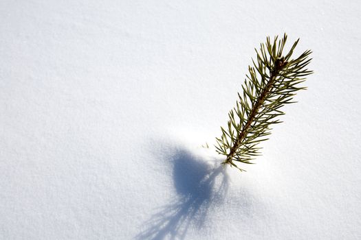 A small tree surviving in the snow