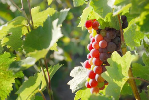 red grapes is hanging on a vine