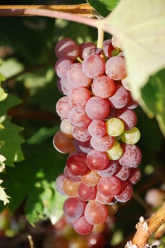 red grapes is hanging on a vine