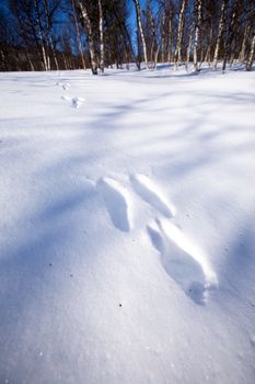 Fresh rabbit tracks in snow