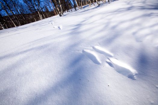 Fresh rabbit tracks in snow