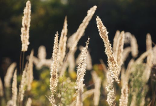 dry grass is shinning on a afternoon sun