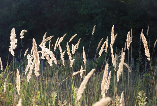 dry grass is shinning on a afternoon sun