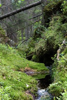 A view of a dense forest with little stream