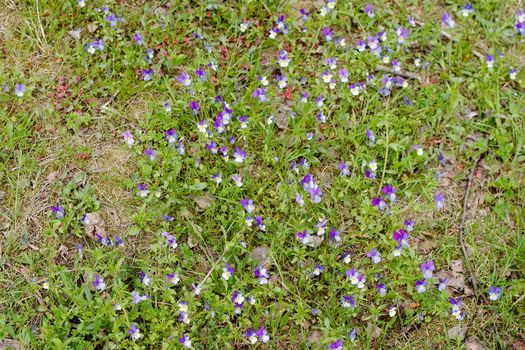 A bed of little purple wild flowers in the forest