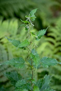 Detail of a wild stinging nettle plant 