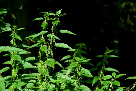 Detail of a wild stinging nettle plant