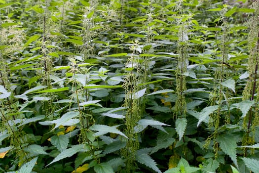 Wild stinging nettle background