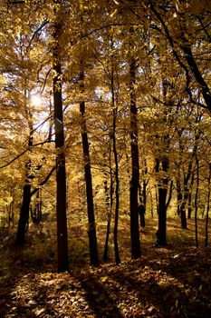 Walking along a path in fall