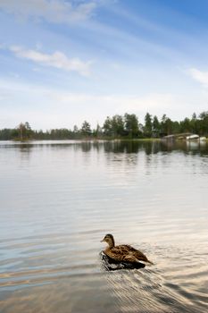 A duck swimming in a small lake