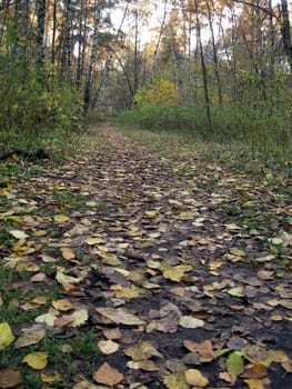 Autumn dry leaves on the ground in the forest