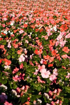 A pink flower background with shallow depth of field.