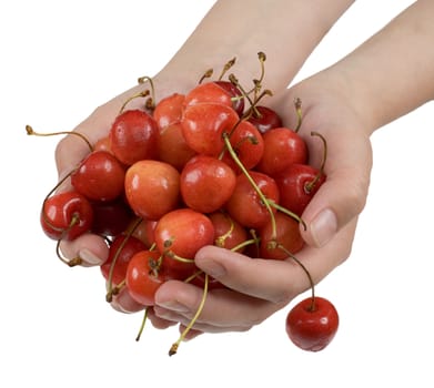 Sweet cherry handful in palms on a white background