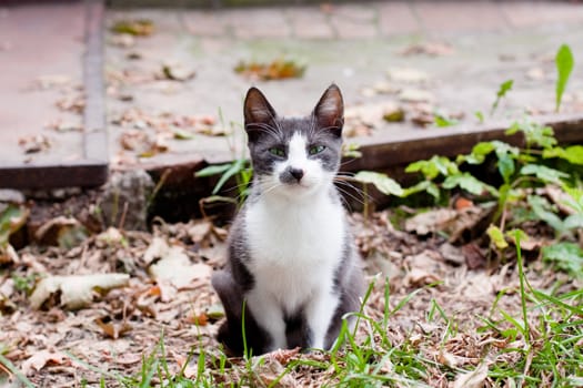 Spotty young cat sitting on the road
