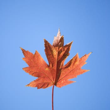 Red autumn maple leaf with blue sky as the background.