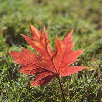 Single red autumn maple leaf laying in grass.