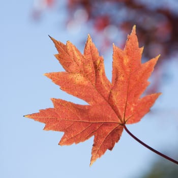 Single red autumn maple leaf with blue sky in background.