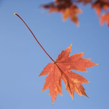 Single red autumn maple leaf with blue sky in background.