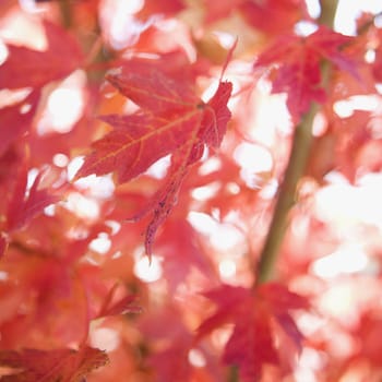 Multiple red autumn maple leaves.