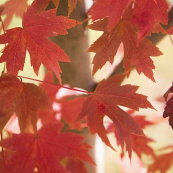 Multiple red autumn maple leaves on tree.