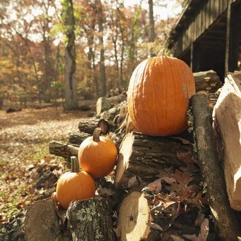 Pumpkins setting on stack of firewood in rural setting.