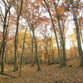 Trees with Fall colored leaves.