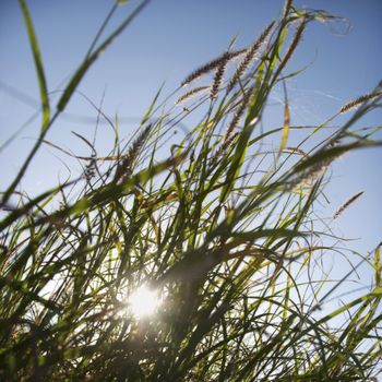 Close up of sea oats with sun in background.