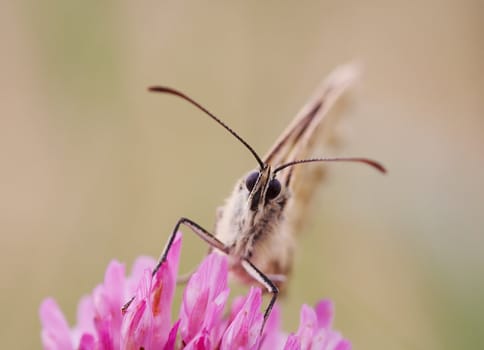 Detail (close-up) of the butterfly on the flower